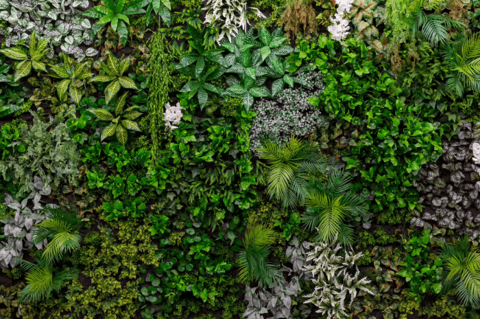 Mur de plantes naturelles variées