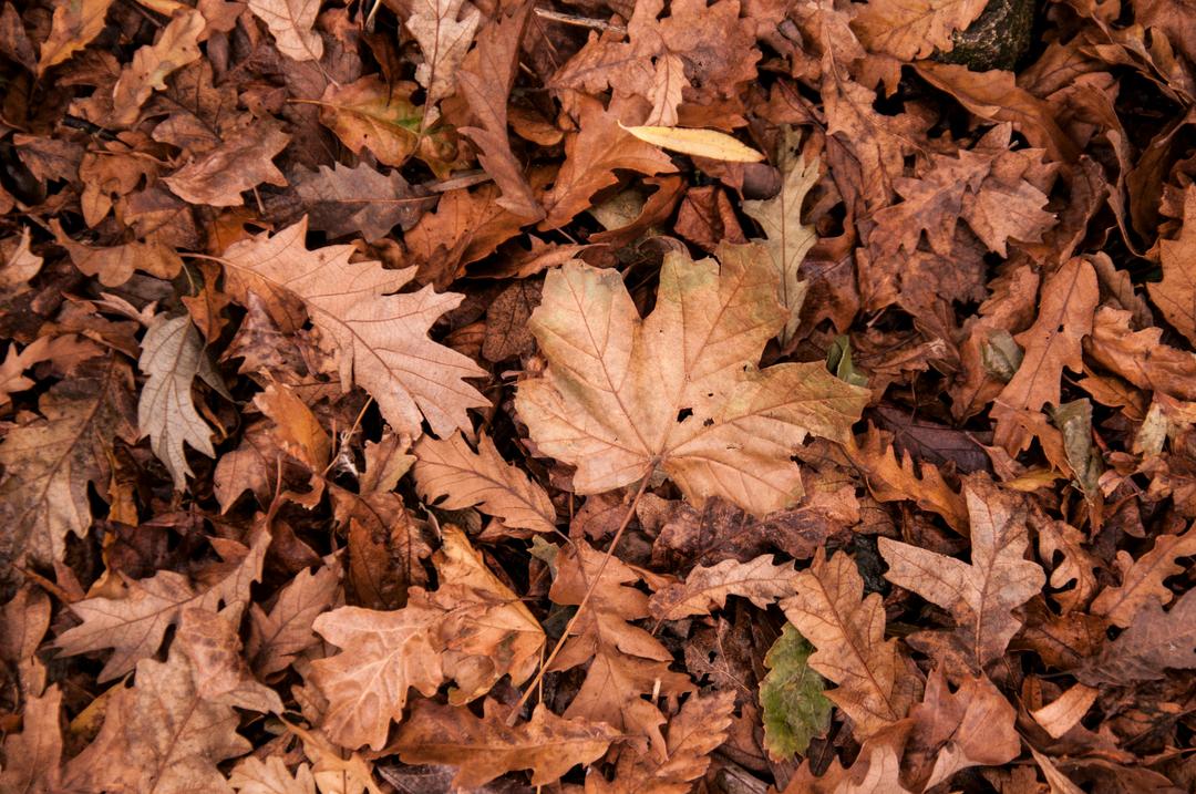 Feuilles d'automne 