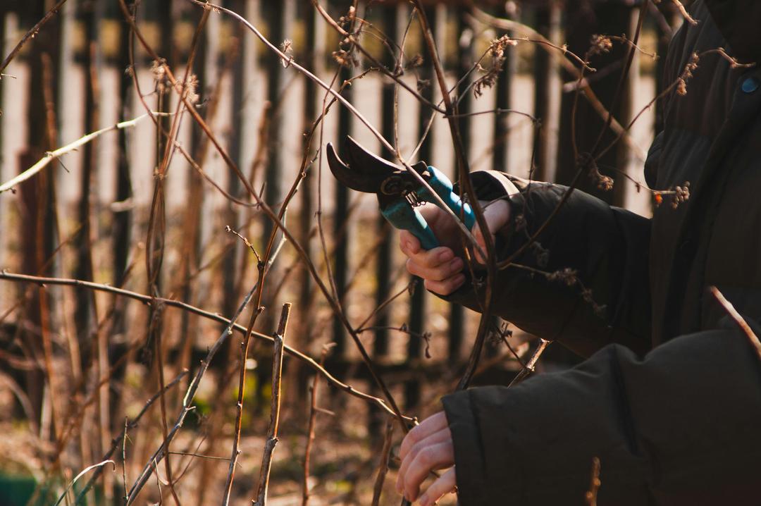 Un personne coupe les branches mortes 