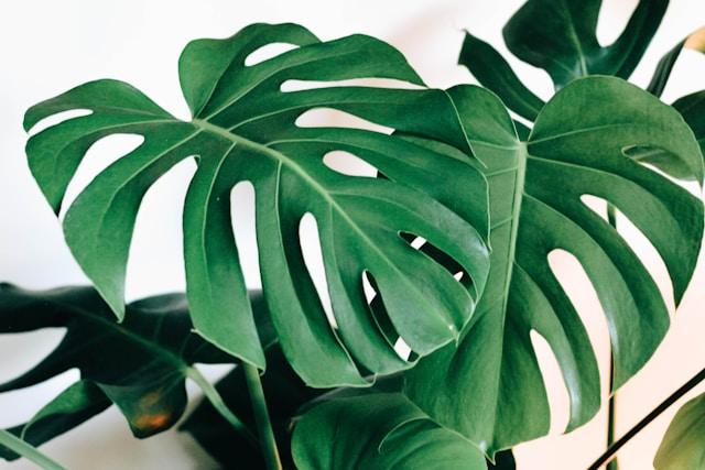 Gros plan d'une monstera