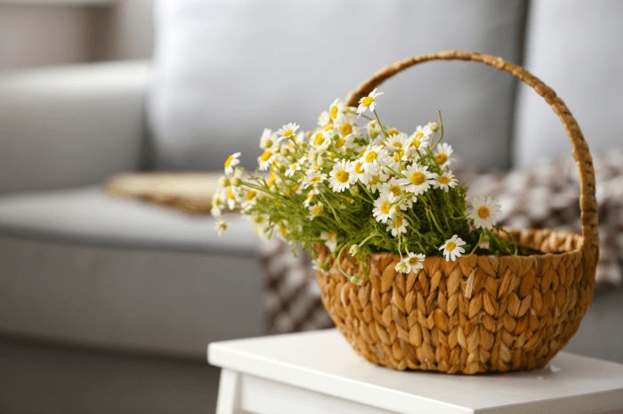 Panier rempli de marguerites déposé sur une table blanche devant un divan gris