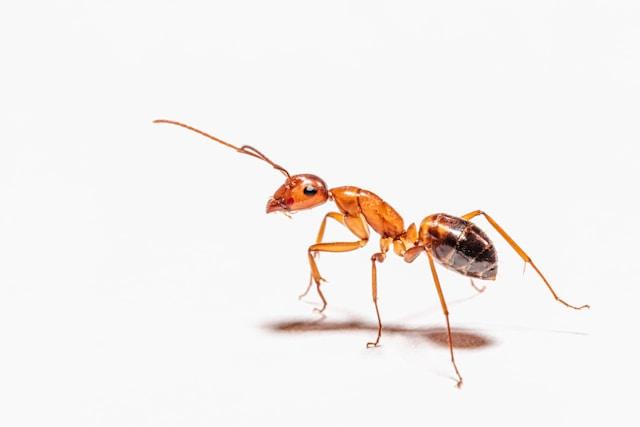 Une fourmi brune