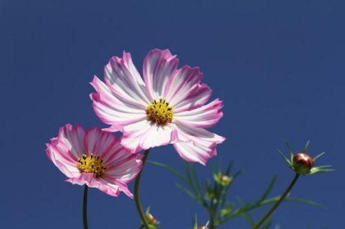 Pink and white cosmos