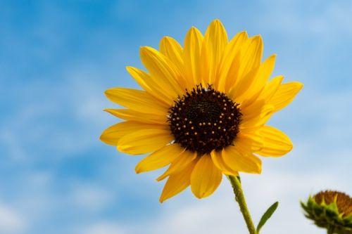 Sunflower is an annual flower