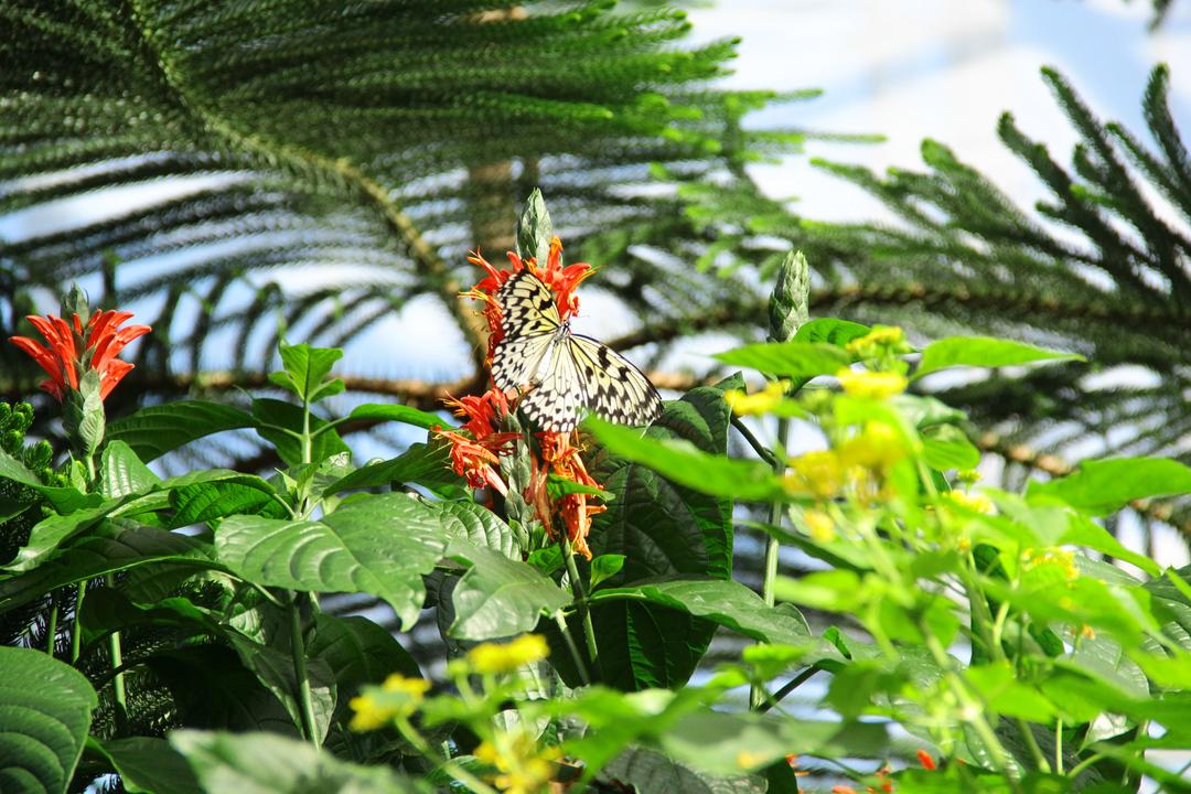 Insectarium Jardin Botanique