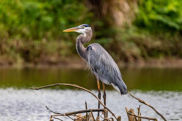 Sorel-Tracy est un endroit de choix pour observer les hérons et autres espèces d'oiseaux