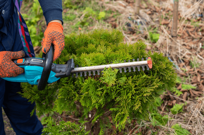 Coupe des branches d'un petit buisson avec une scie électrique