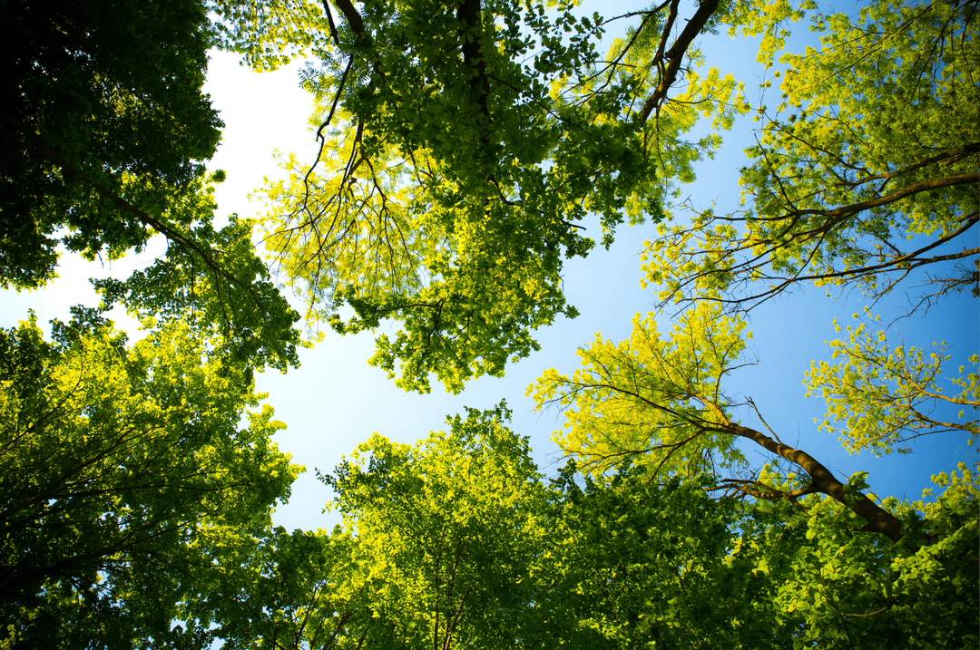 Les arbres purifient l'air