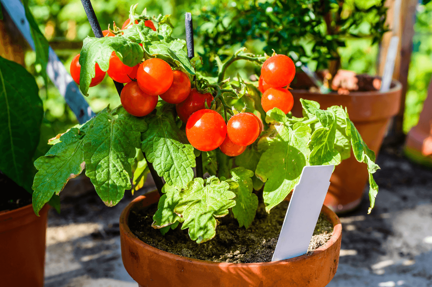 Les meilleurs légumes à cultiver en pots