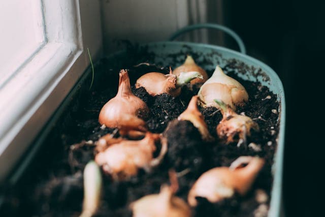 Oignons plantés dans un pot à l'intérieur