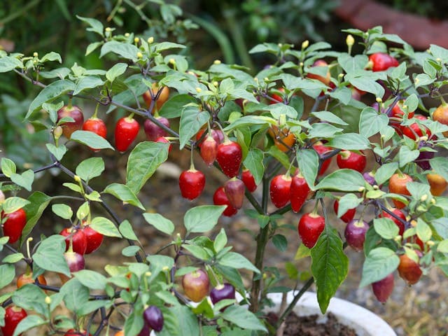 Plant de piments dans un pot à l'extérieur