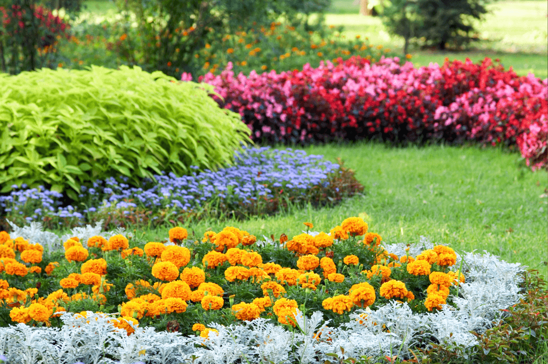 Aménagement paysager de fleurs colorées (jaunes, rouges, violettes)