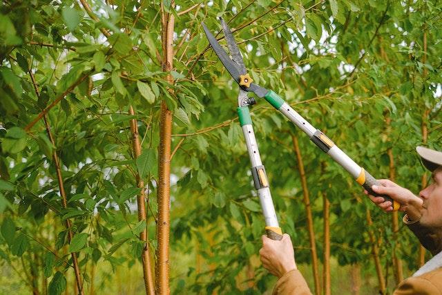 Homme élaguant un arbre avec un sécateur
