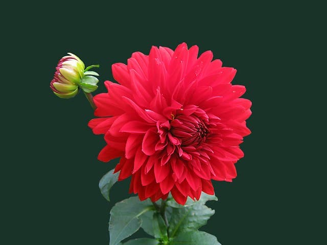 Dahlia rouge