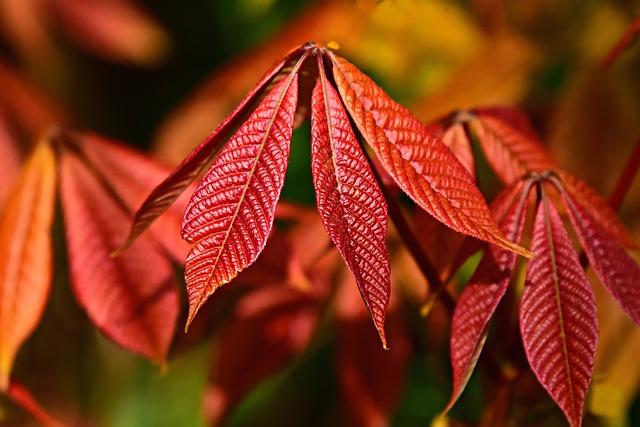 Les feuilles d'un arbuste en automne