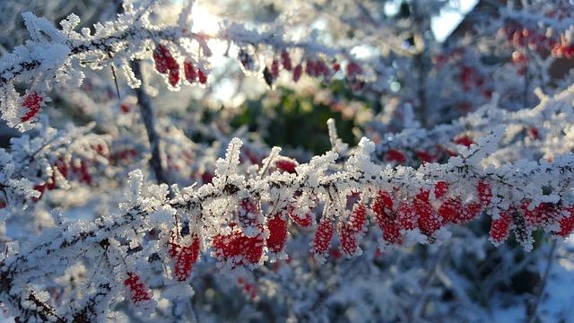 Un arbuste dans un jardin l'hiver