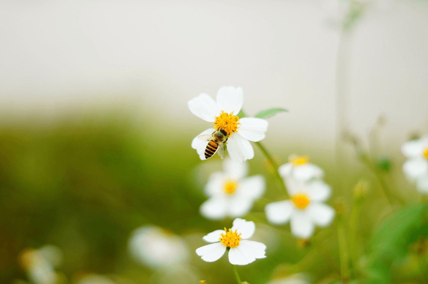 Image vedette de l'article