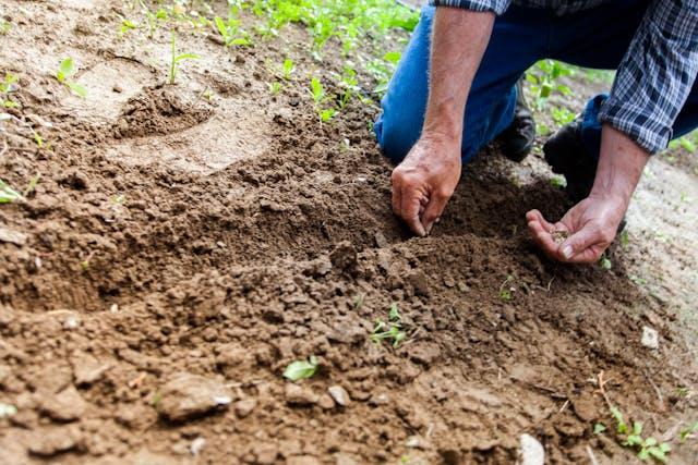 Homme plantant des semences de légumes
