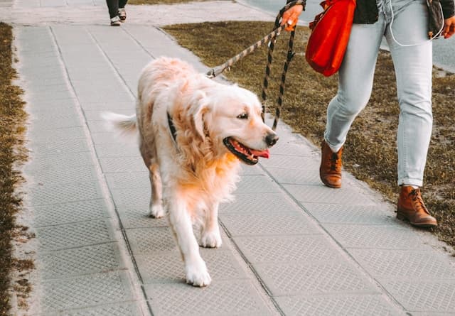 Golden retriever marchant dans la rue à côté de son maitre