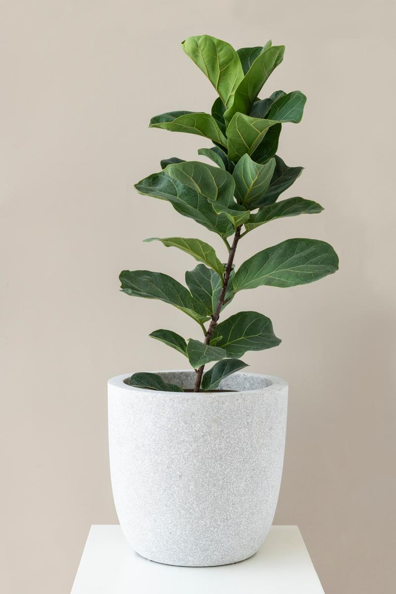 Un ficus est un magnifique élément de décor