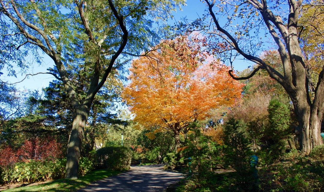 Jardin Westmount crédit Sara Belaid