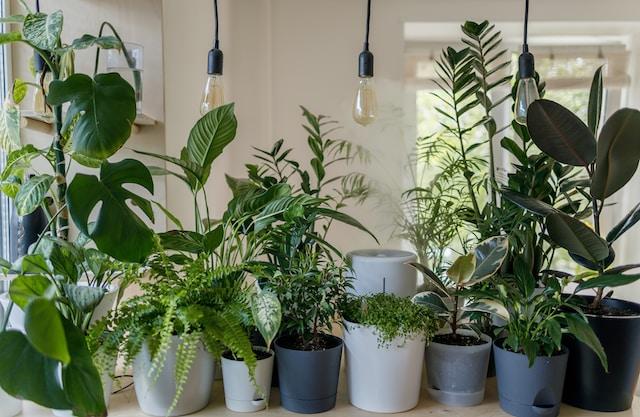 Plantes et lumières suspendues pour décorer un appartement