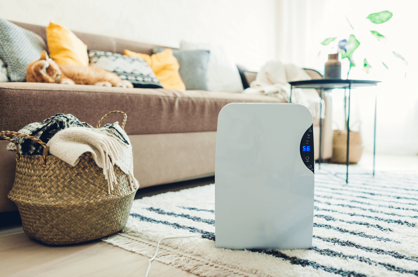 Humidificateur ou déshumidificateur: comment faire le bon choix?