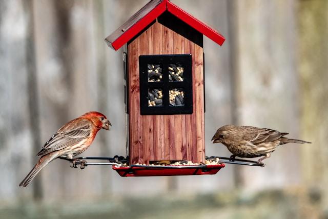 Oiseaux sur une mangeoire
