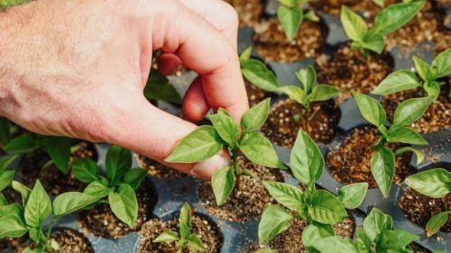 Seedlings ready to be transplanted