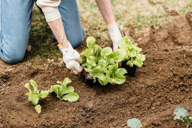 Jardinier plantant des plants de laitue dans un jardin extérieur