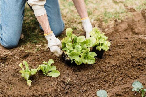 Plants of lettuce being transplanted in a garden