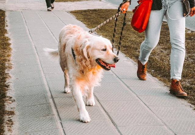 Golden retriever marchant dans la rue à côté de son maitre