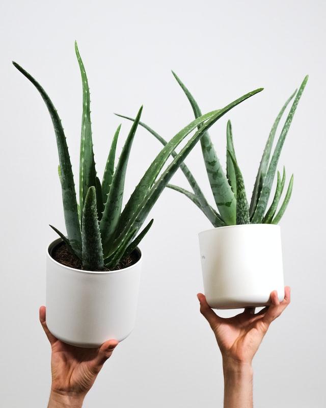 L'aloe vera est reconnue pour ses vertues soignantes
