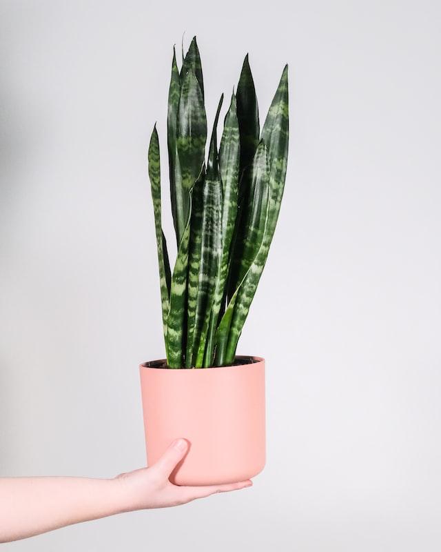 La langue de belle-mère est une plante d'intérieur classique