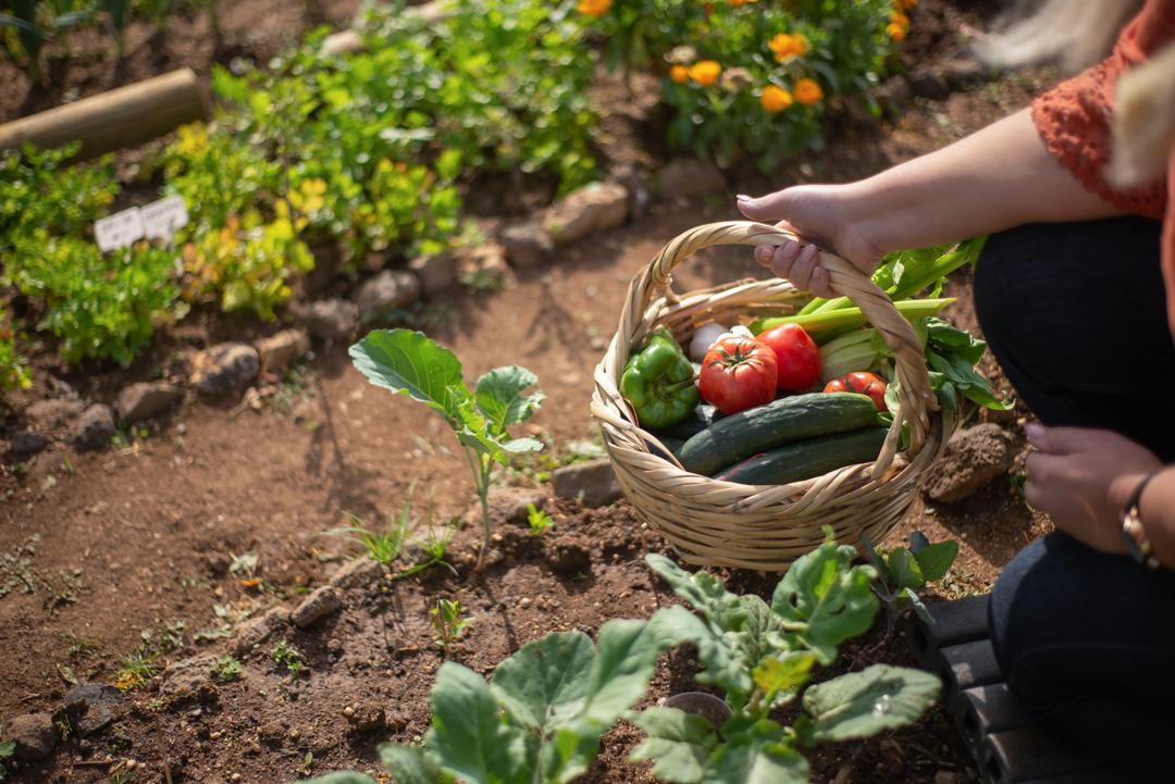 Que planterez-vous dans votre jardin ?