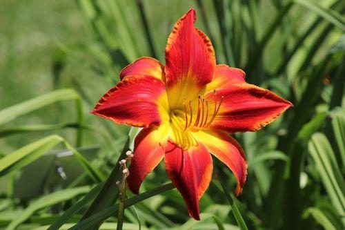 Daylilies