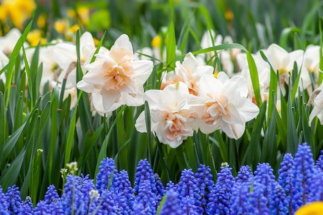 Les jonquilles sont des fleurs à bulbe vivaces