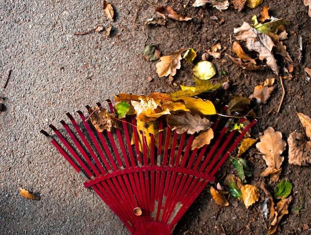 Râteau et feuille d’automne