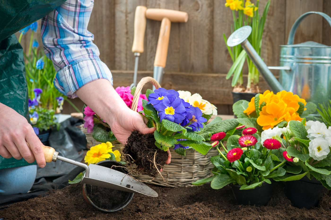 Annuals vs perennials: what is the difference?