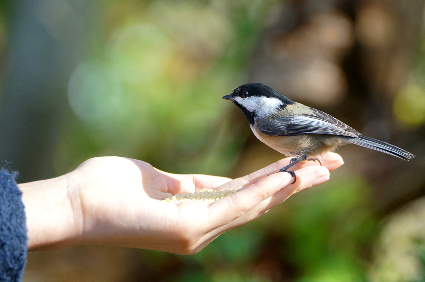 Comment attirer les oiseaux dans votre jardin cet été?