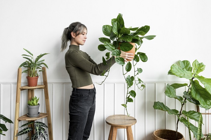 7 plantes d’intérieur à avoir chez soi
