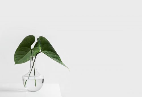 Une plante d'intérieur dans une maison au style minimaliste