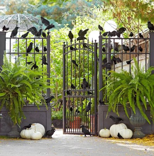 Halloween : accrochez des oiseaux noirs sur votre clôture