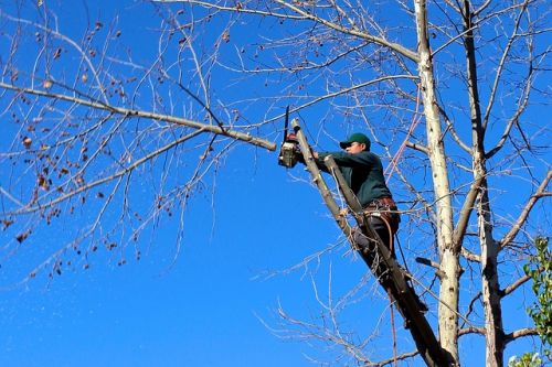 Homme dans un arbre coupant une branche avec une scie à chaîne