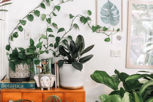 Avoir des plantes vertes dans votre domicile comporte de nombreux avantages