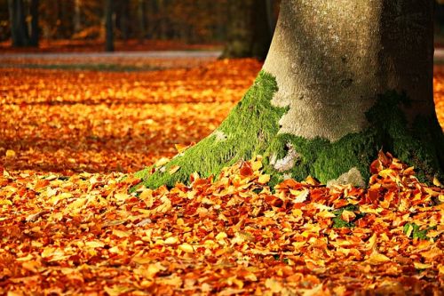 Arbre avec feuilles au sol 