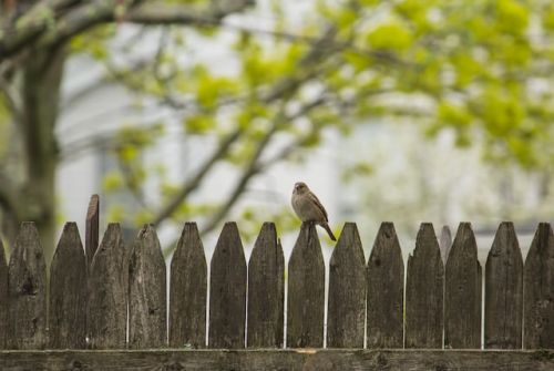 Problème de clôture : une cause fréquente de conflits entre voisins