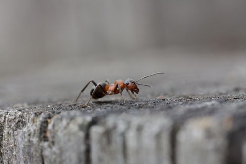 Les fourmis charpentières sont un vice commun